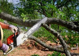 Best Stump Grinding and Removal  in Pelion, SC